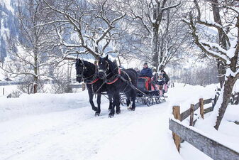 Horse-drawn sleigh ride